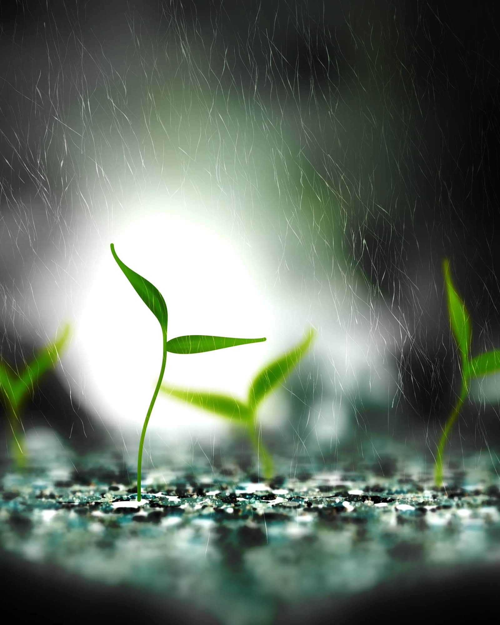Take Root