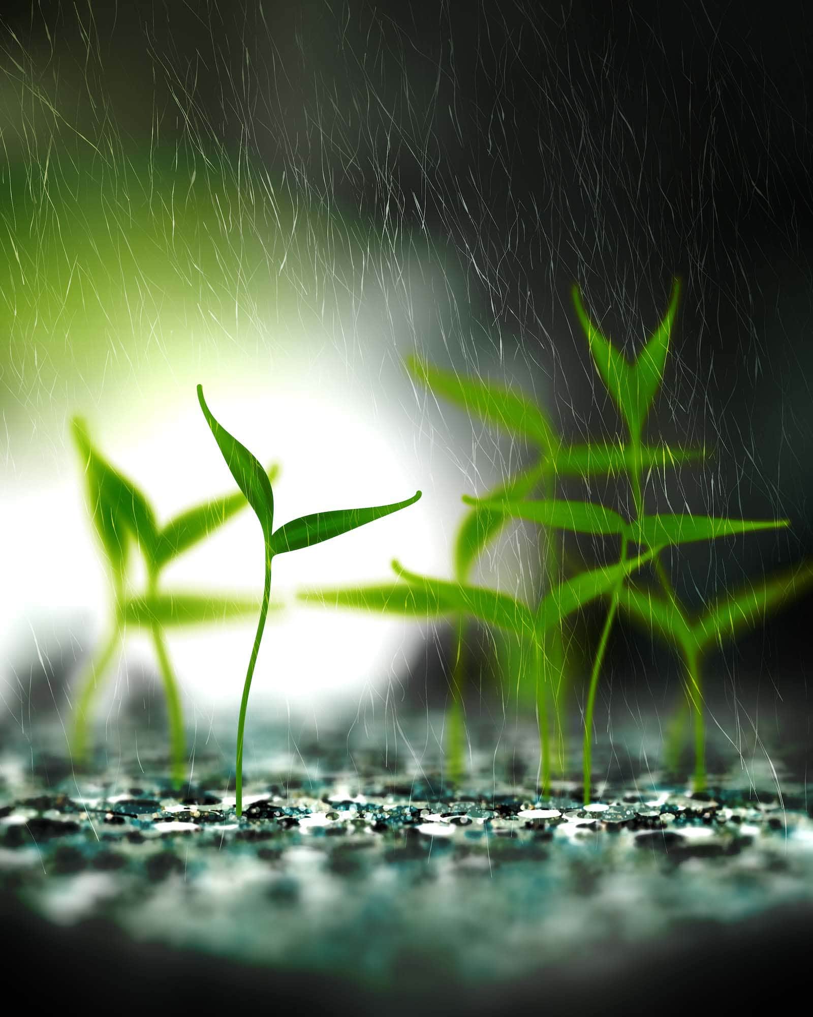 Take Root