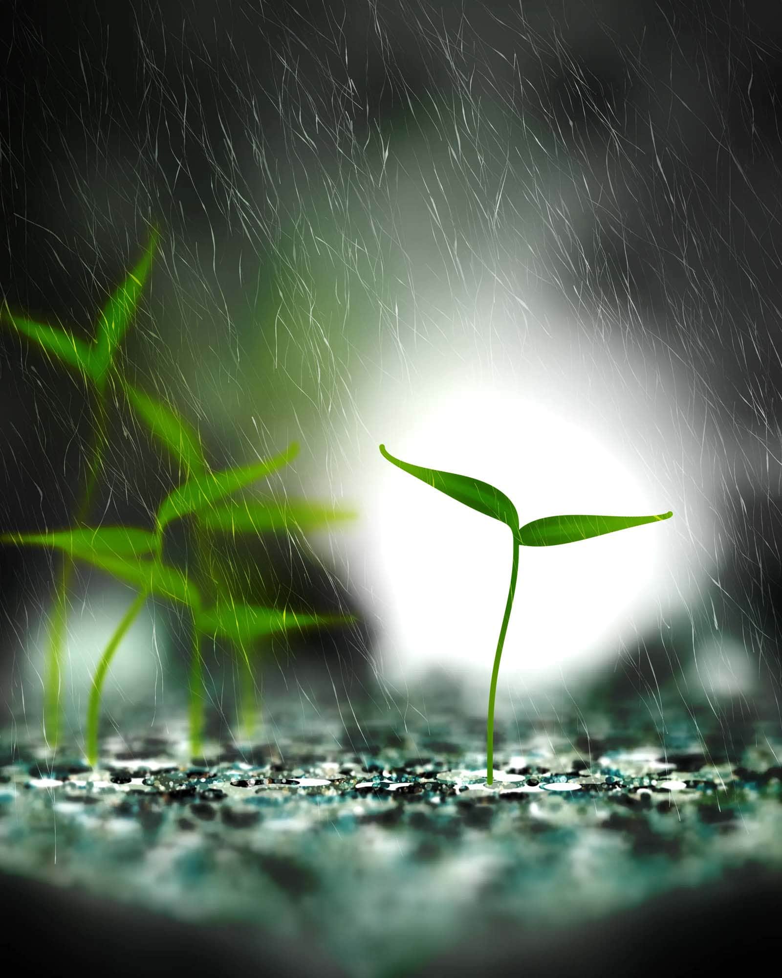 Take Root