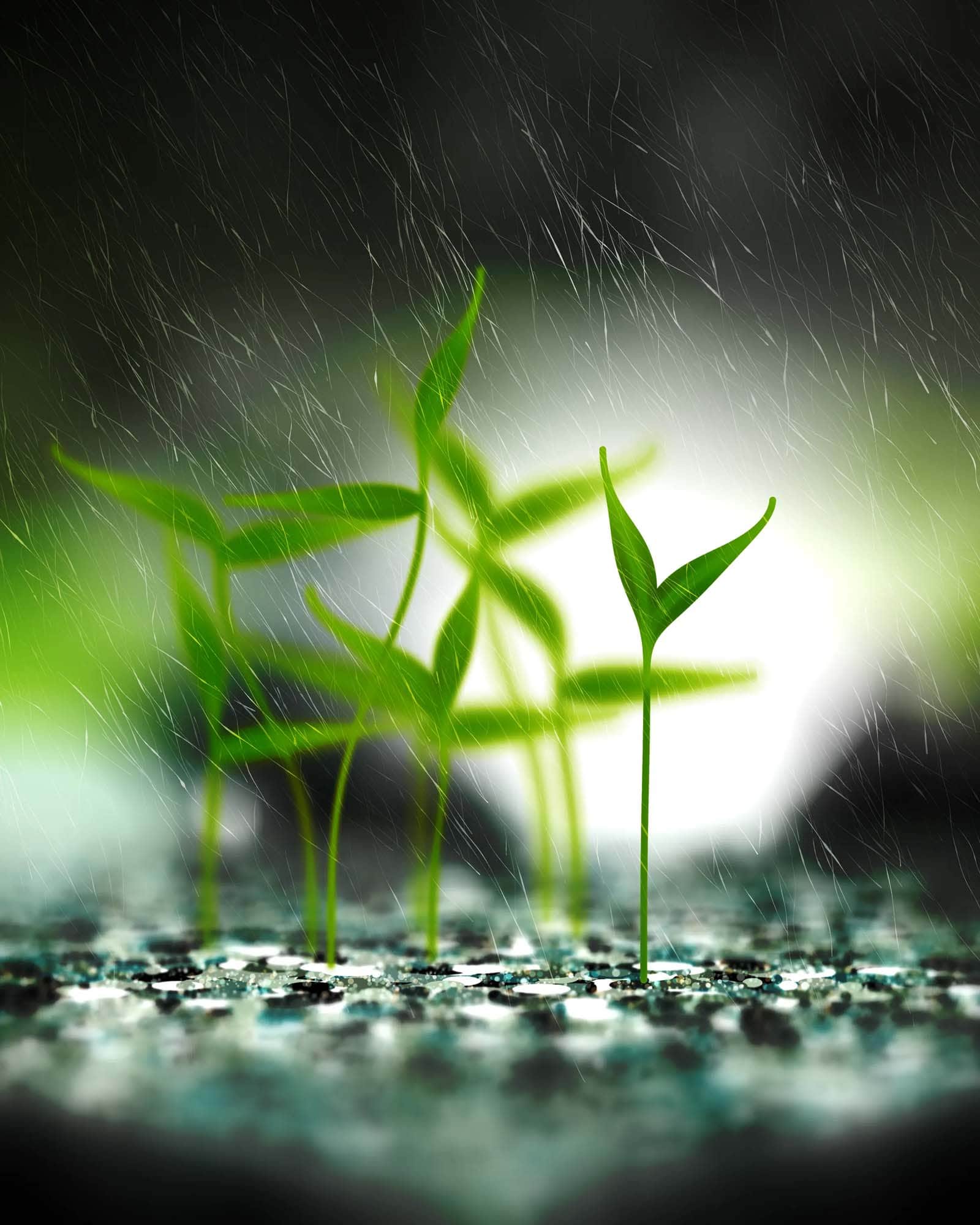 Take Root
